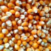 Biji Jagung Popcorn - Image 2