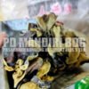 Jamur Hitam No. 2